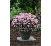 Азалия японская Кермесина Роз  (Kermesine Rose) С2, 2,5года